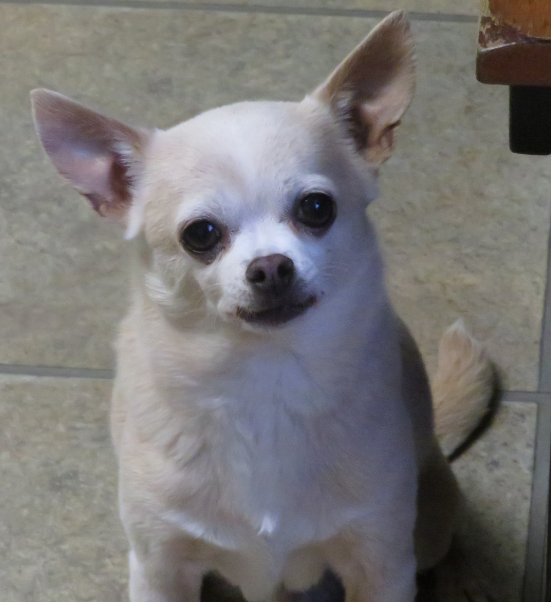 Edgefield Veterinary Hospital, LLC, Hampstead NHHome Page